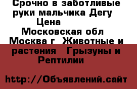 Срочно в заботливые руки мальчика Дегу › Цена ­ 1 000 - Московская обл., Москва г. Животные и растения » Грызуны и Рептилии   